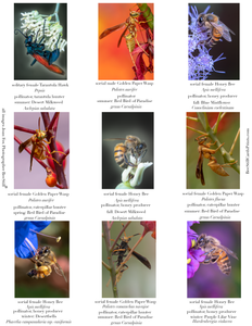 Honey Bees & Wasps IM-03