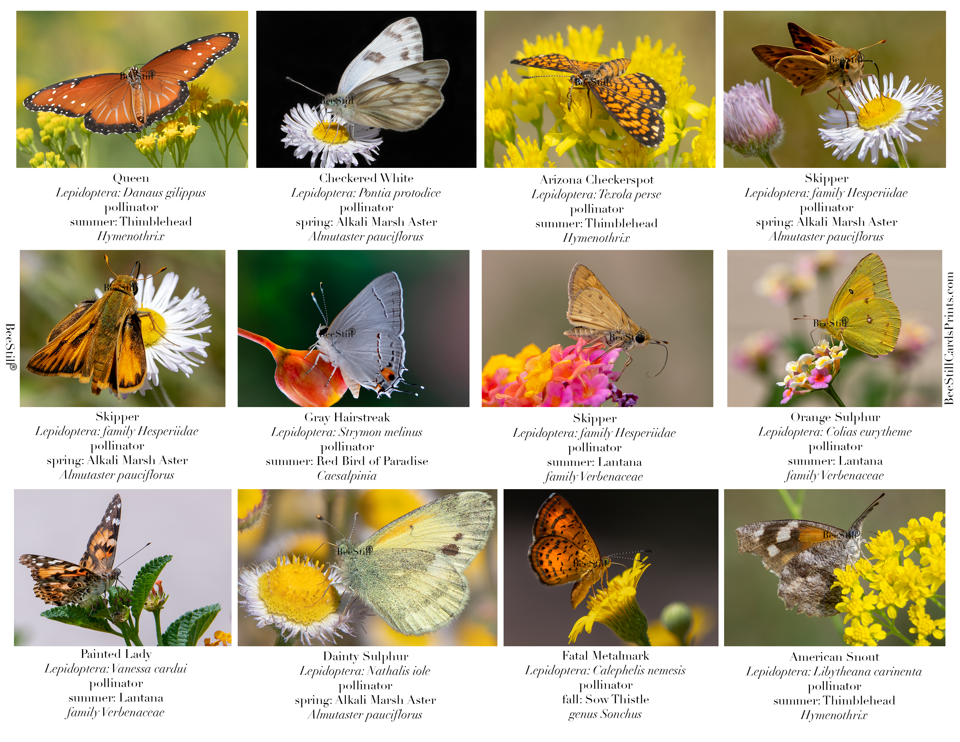 Butterflies IM-05