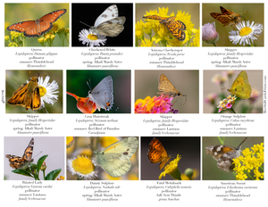 Butterflies IM-05