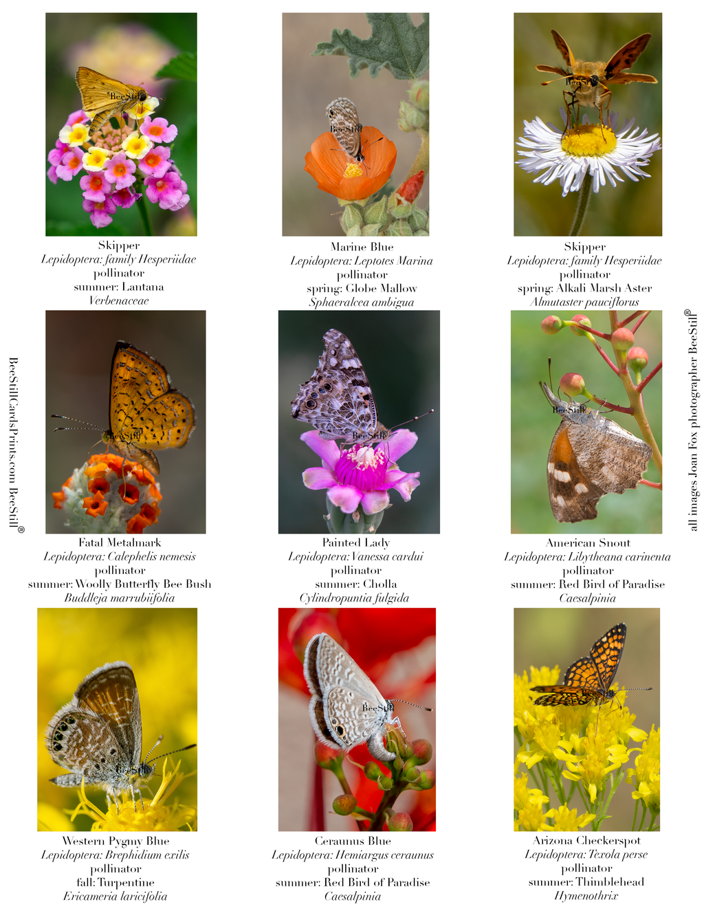 Butterflies IM-05