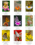 Butterflies IM-05