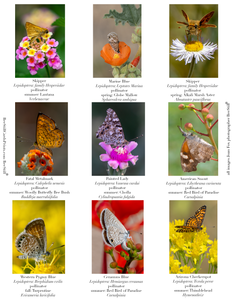 Butterflies IM-05