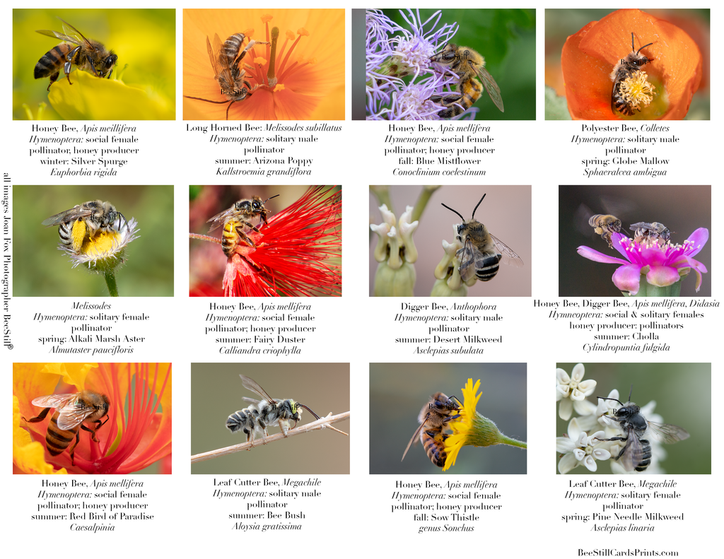 Honey Bees & Native Bees, IM-06