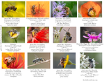 Honey Bees & Native Bees, IM-06