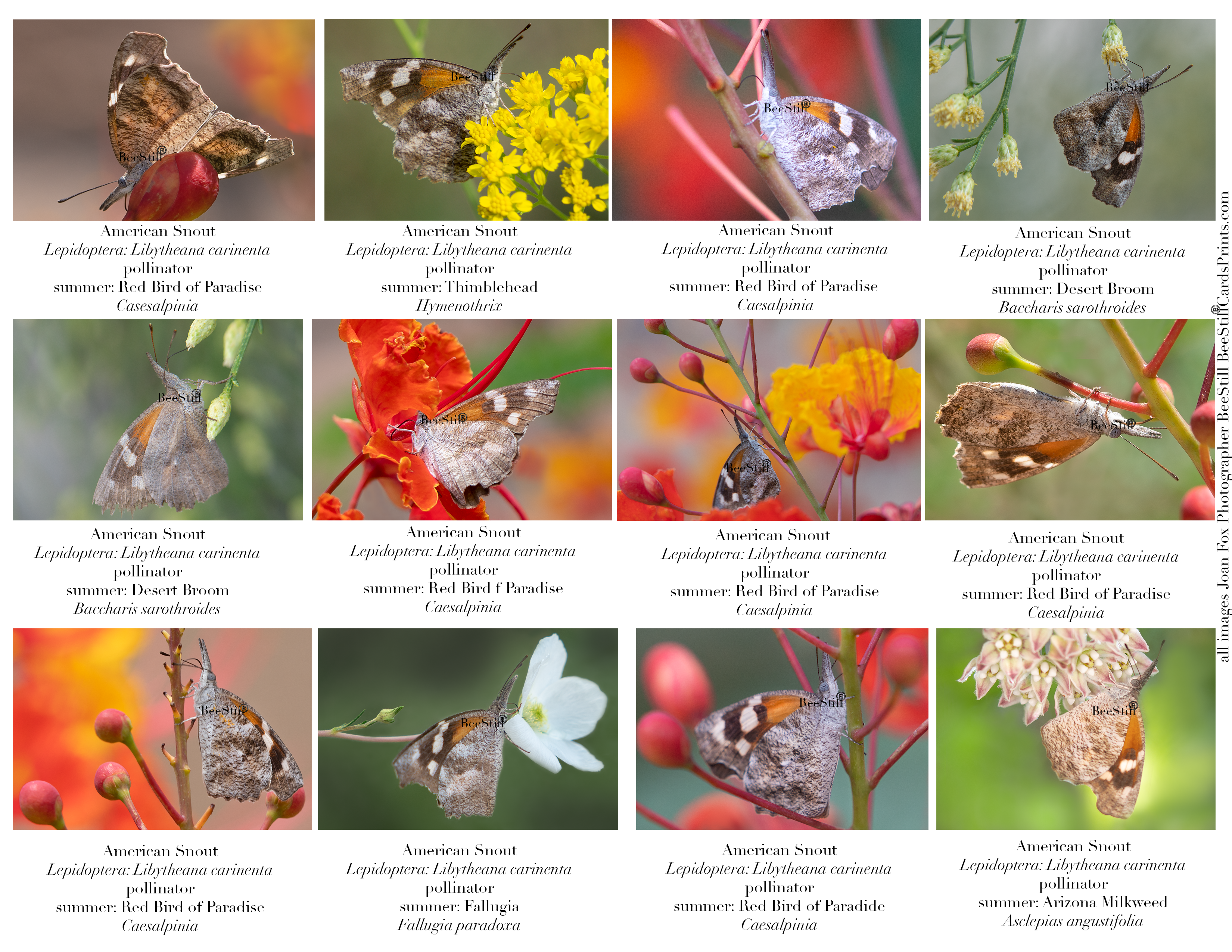 American Snout Butterflies IM-07