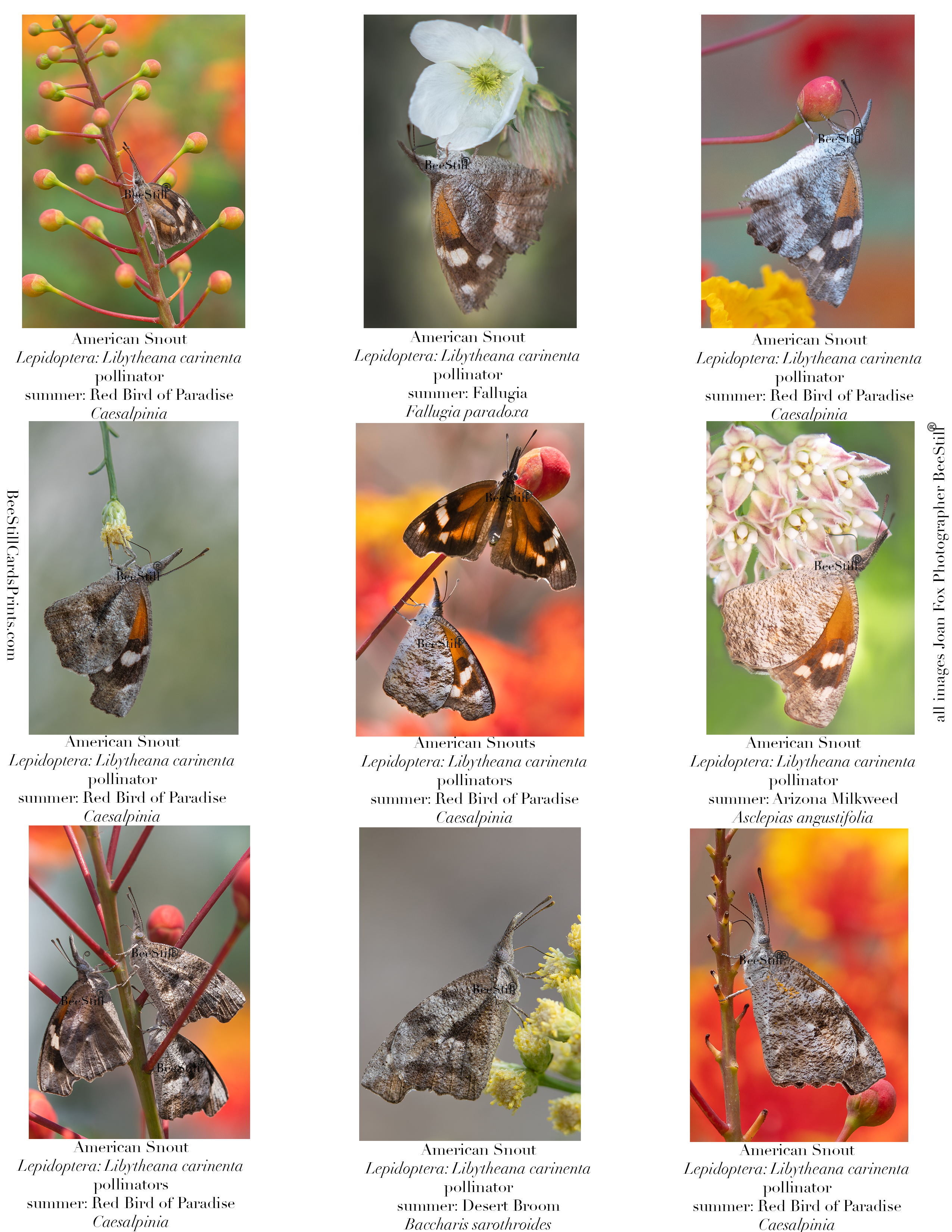 American Snout Butterflies IM-07