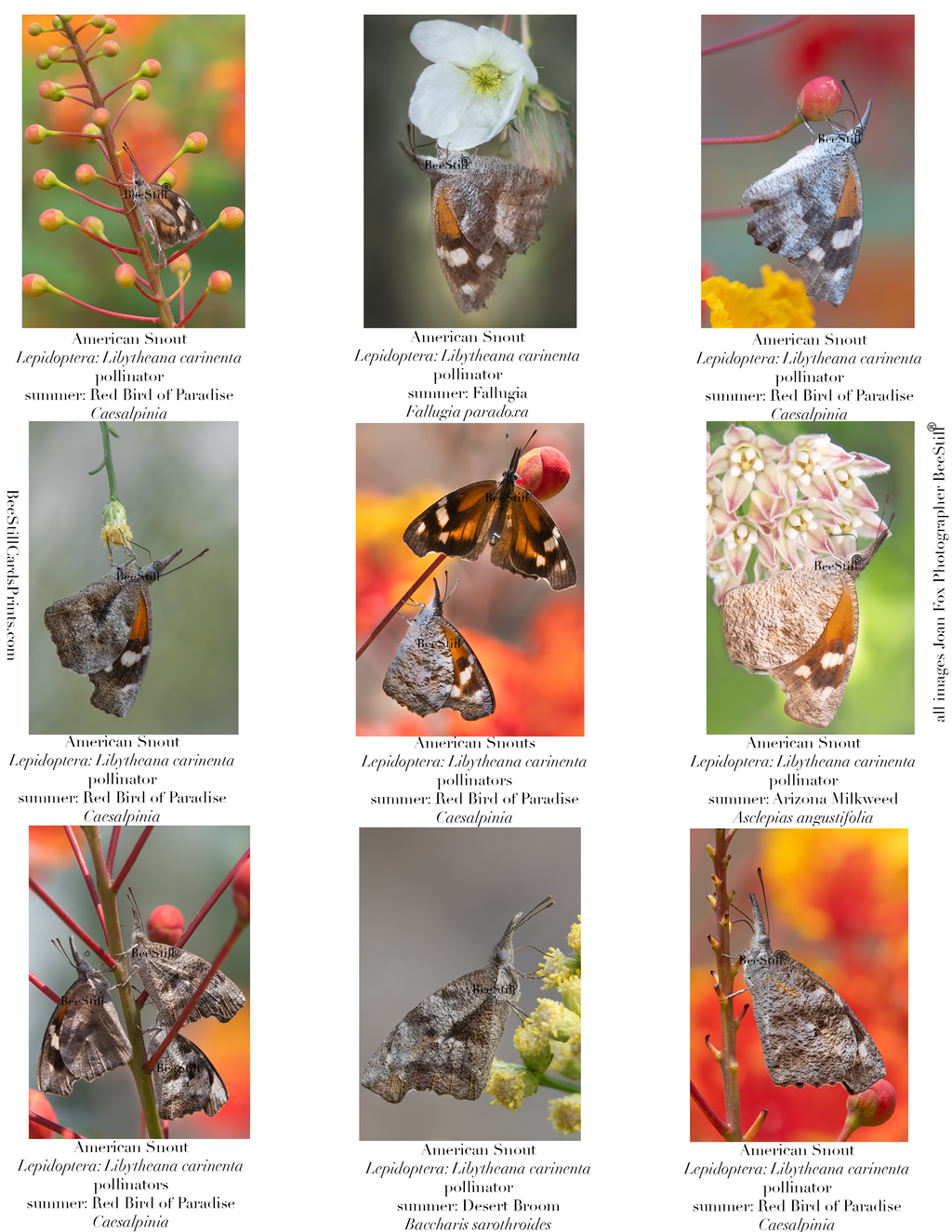 American Snout Butterflies IM-07