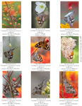 American Snout Butterflies IM-07