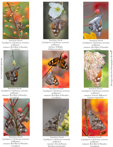 American Snout Butterflies IM-07