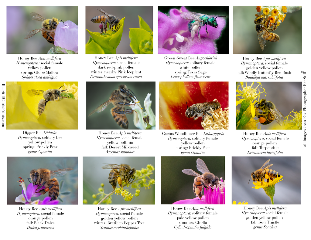 Pollen Colors IM-08