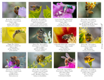Pollen Colors IM-08