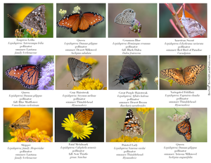 Butterflies IM-09