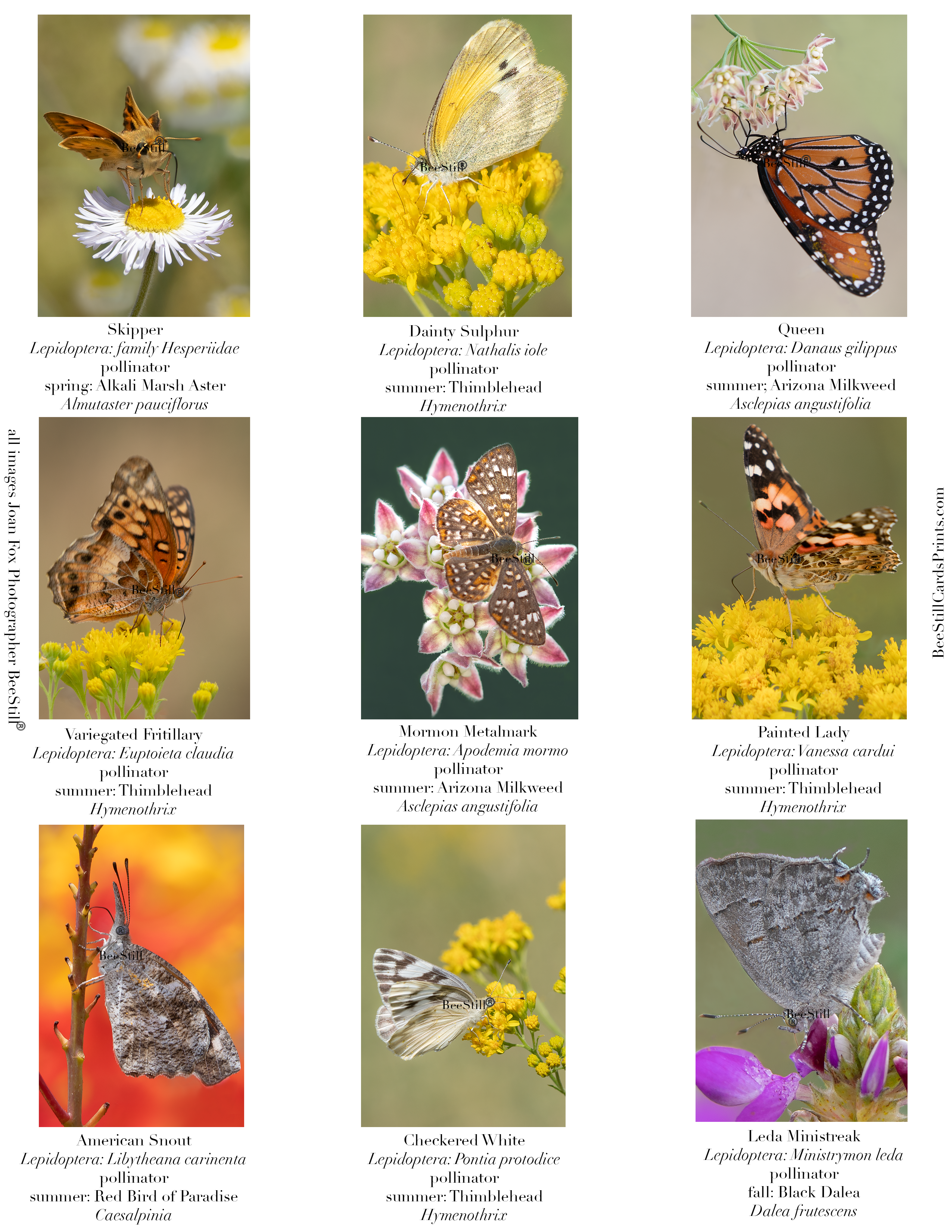Butterflies IM-09