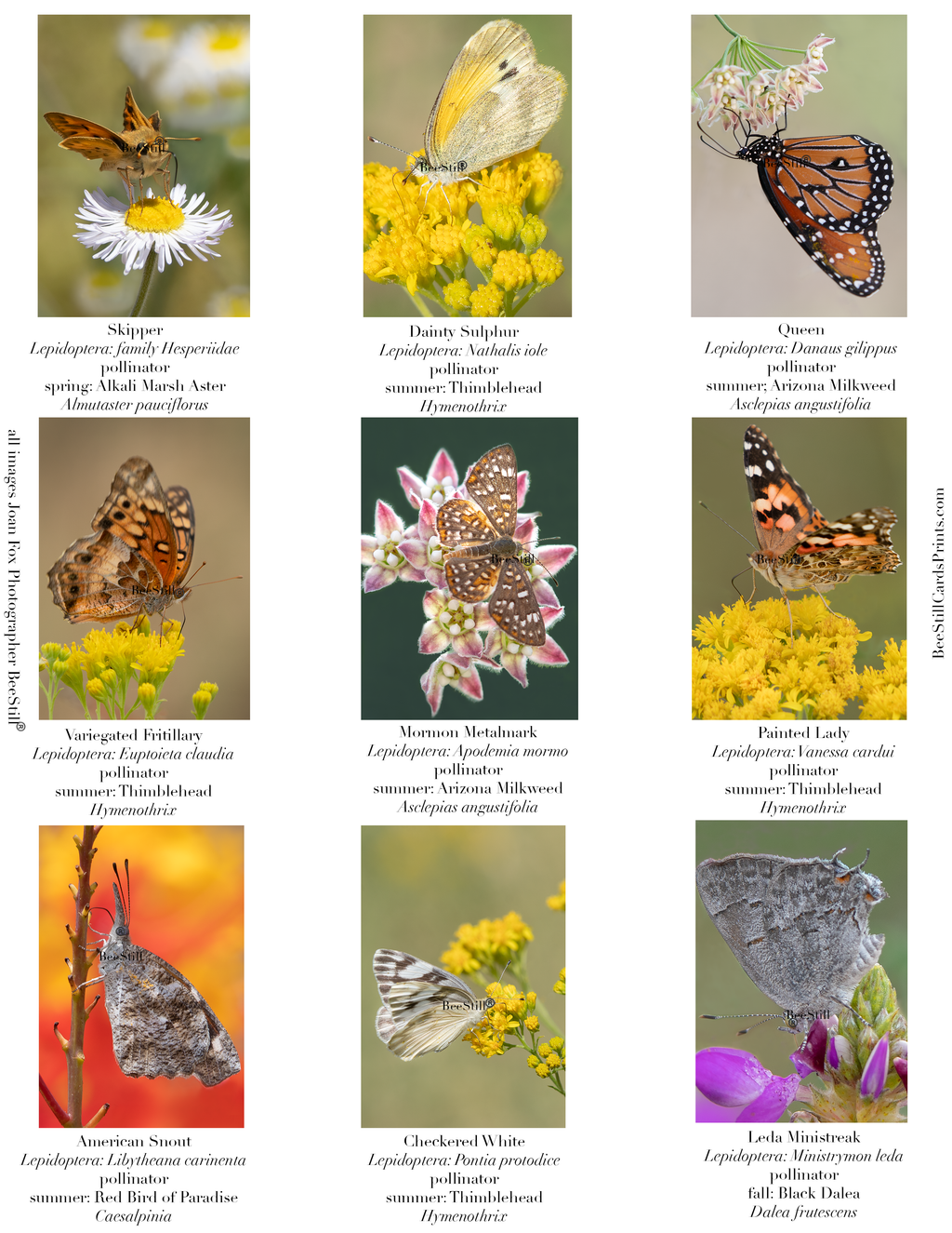 Butterflies IM-09