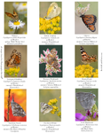 Butterflies IM-09