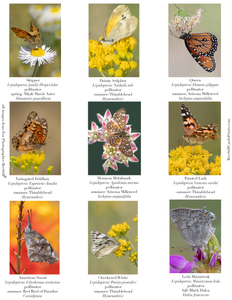 Butterflies IM-09