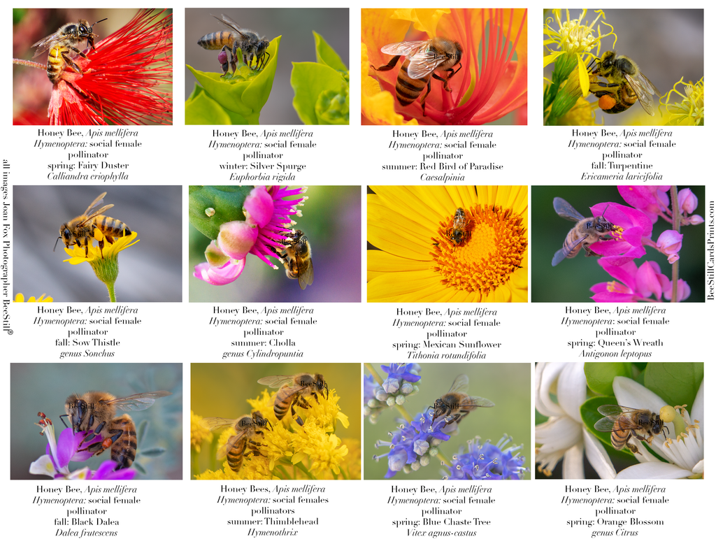 Honey Bees IM-10