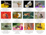 Insects IM-12