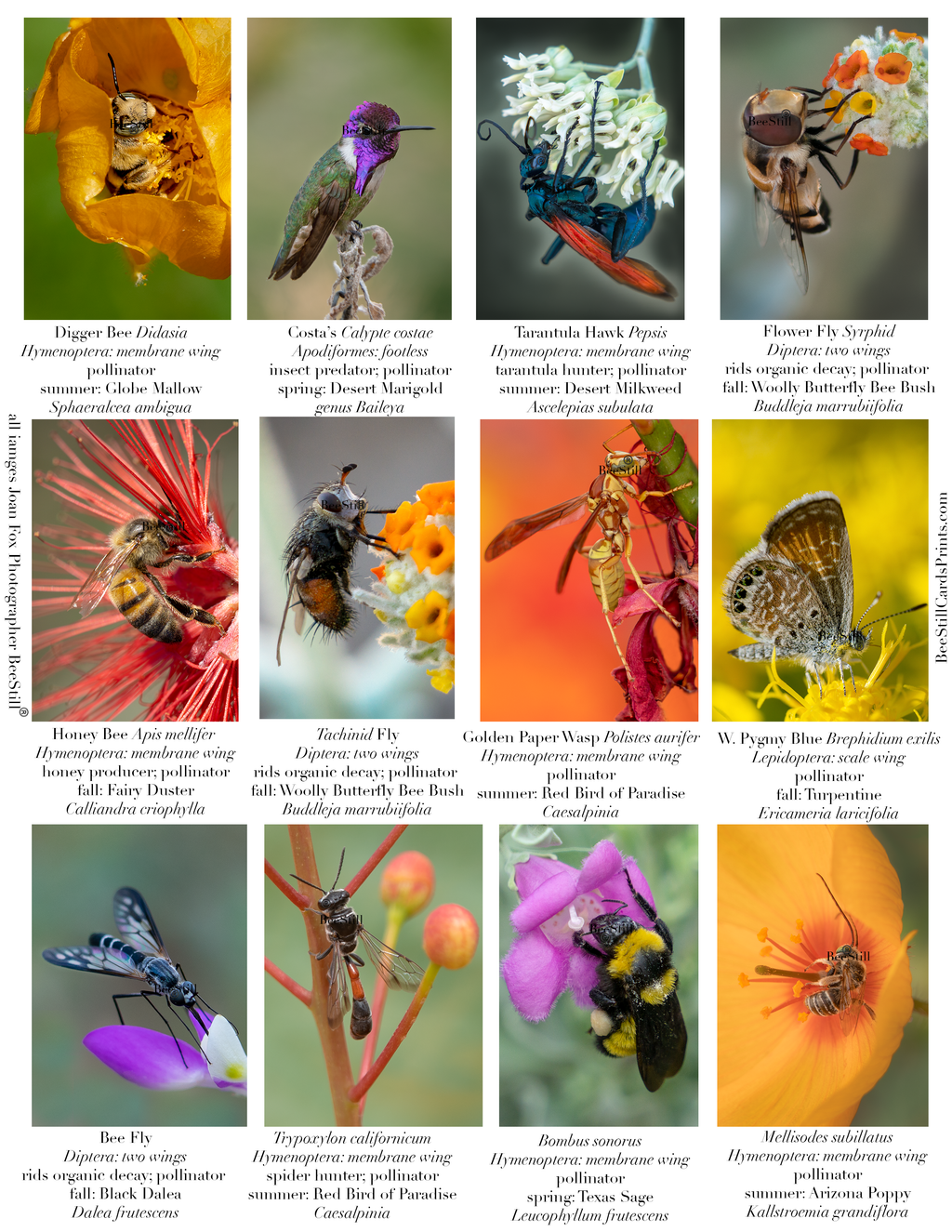 Pollinators IM-13