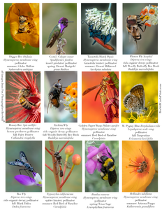 Pollinators IM-13