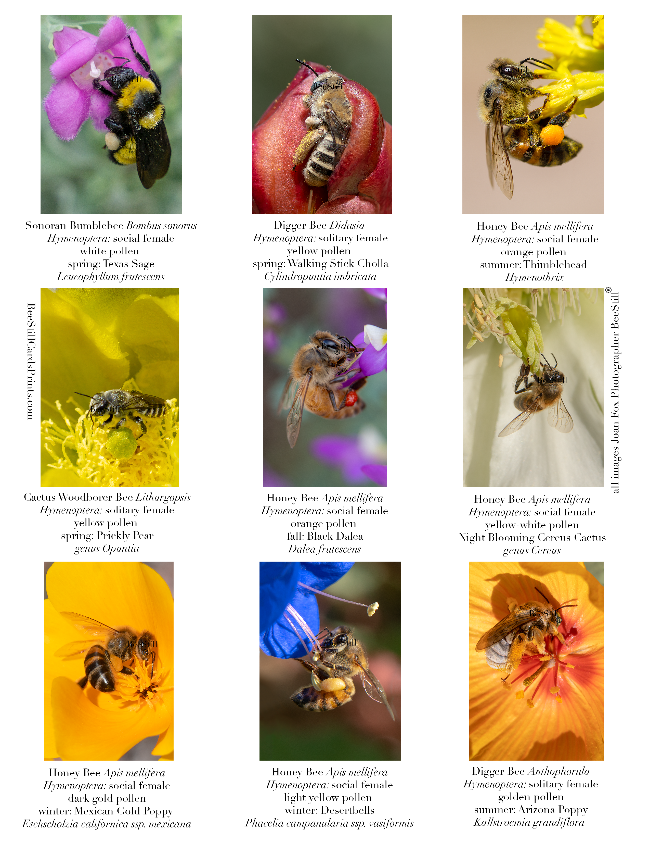 Pollen Colors IM-14