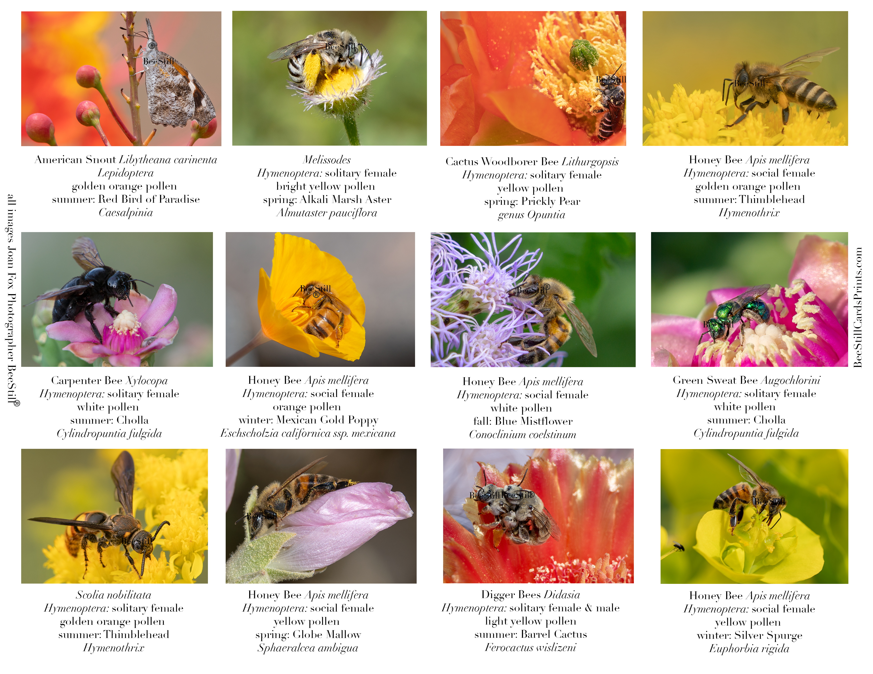 Pollen Colors IM-14