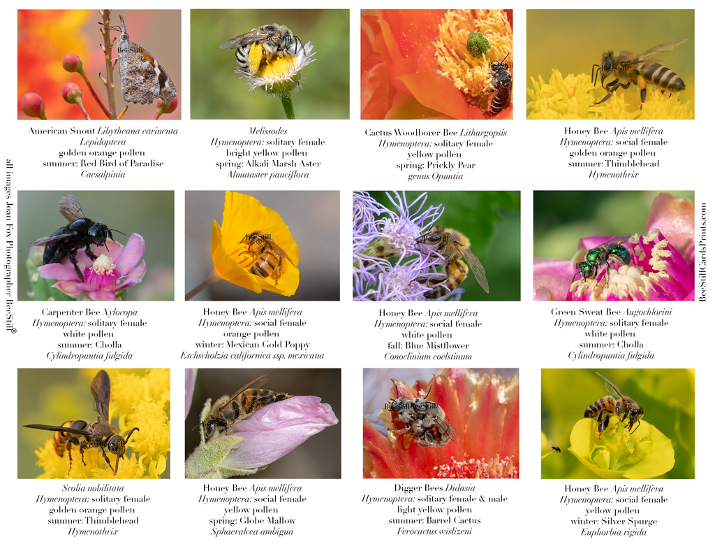Pollen Colors IM-14