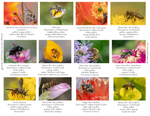 Pollen Colors IM-14