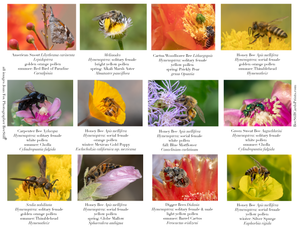 Pollen Colors IM-14