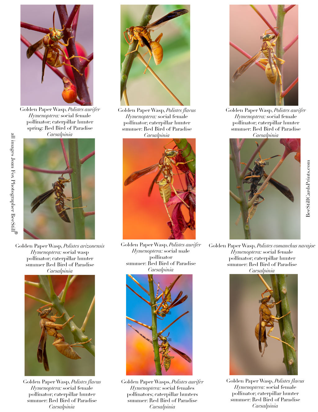 Polistes (Paper Wasps), Red Bird of Paradise IM-15