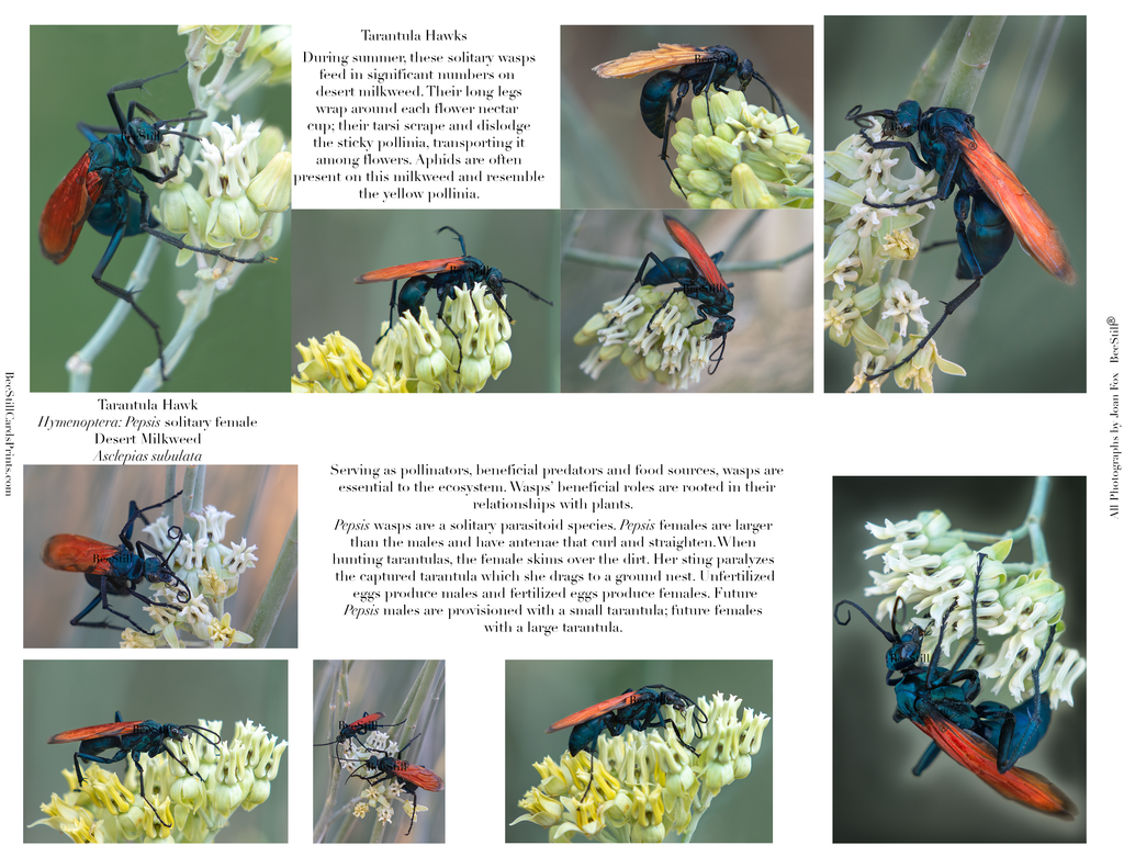 Tarantula Hawks IM-16