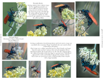 Tarantula Hawks IM-16