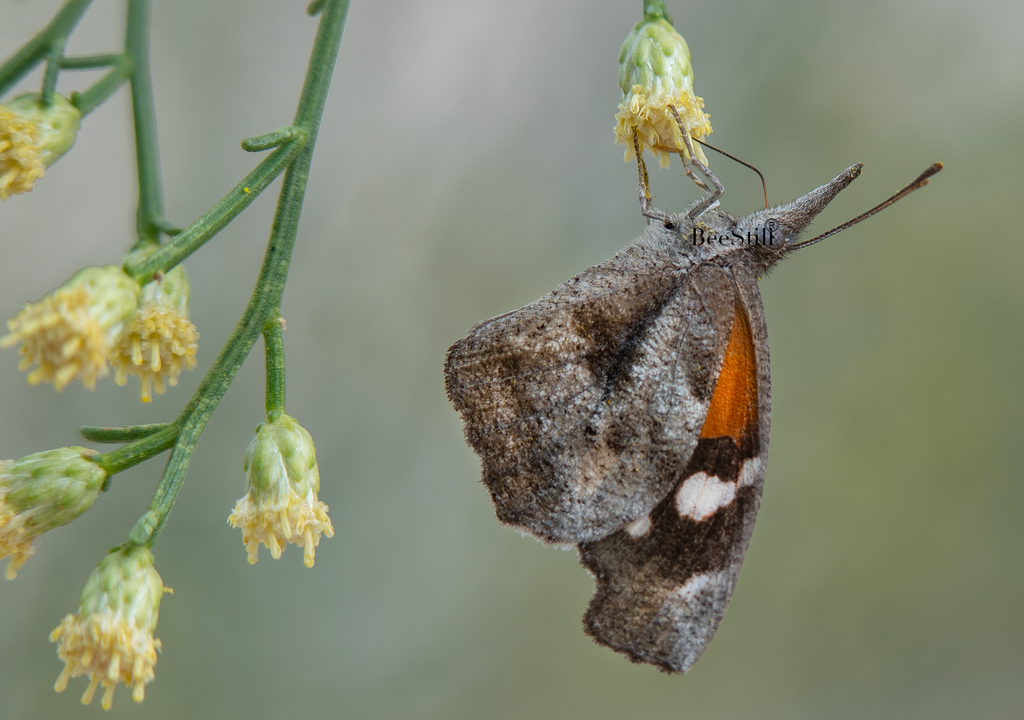 American Snout, Desert Broom SP-B