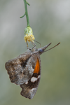 American Snout, Desert Broom SP-B