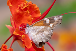 American Snout, Red Bird of Paradise SP-B