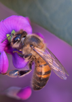 Honey Bee (Apis mellifera), Purple Lilac Vine SP-HB