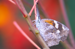 American Snout, Red Bird of Paradise SP-B