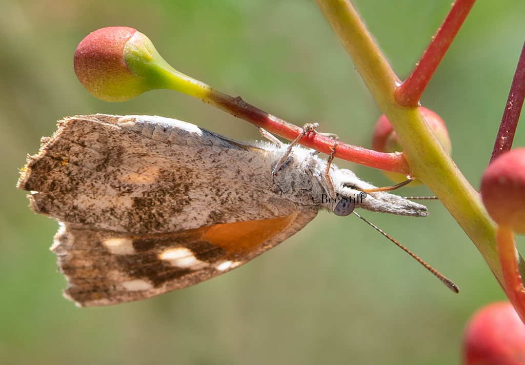 American Snout, Red Bird of Paradise SP-B