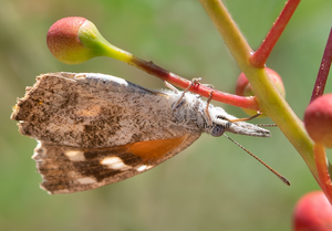American Snout, Red Bird of Paradise SP-B