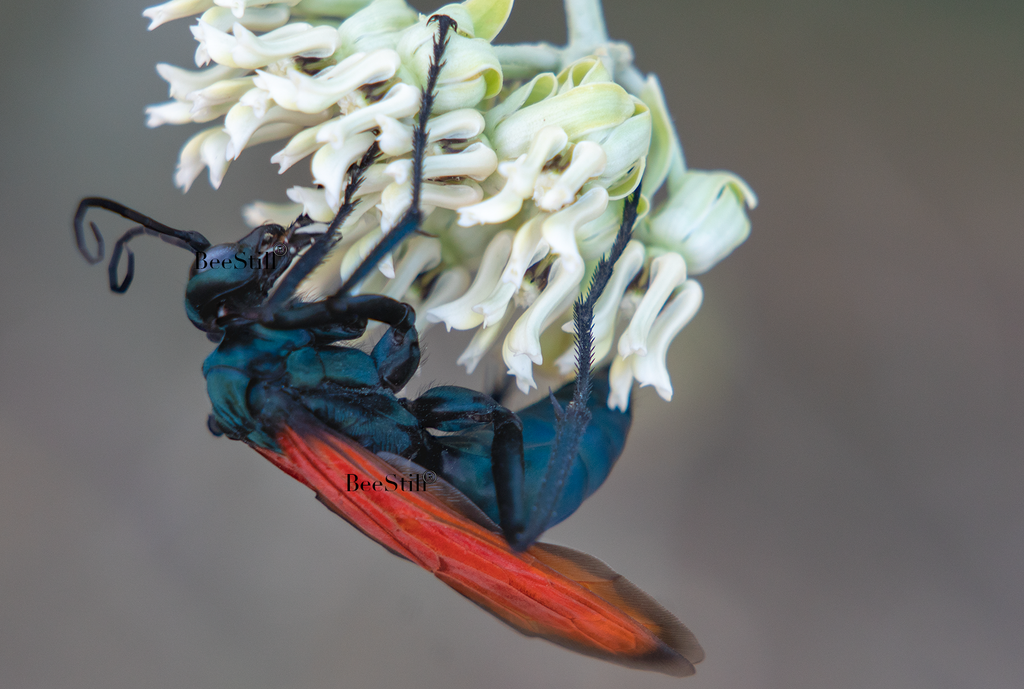 Tarantula Hawk Pepsis Desert Milkweed Arizona 