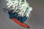 Tarantula Hawk Pepsis Desert Milkweed Arizona 