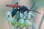 Tarantula Hawk Pepsis Desert Milkweed Arizona 