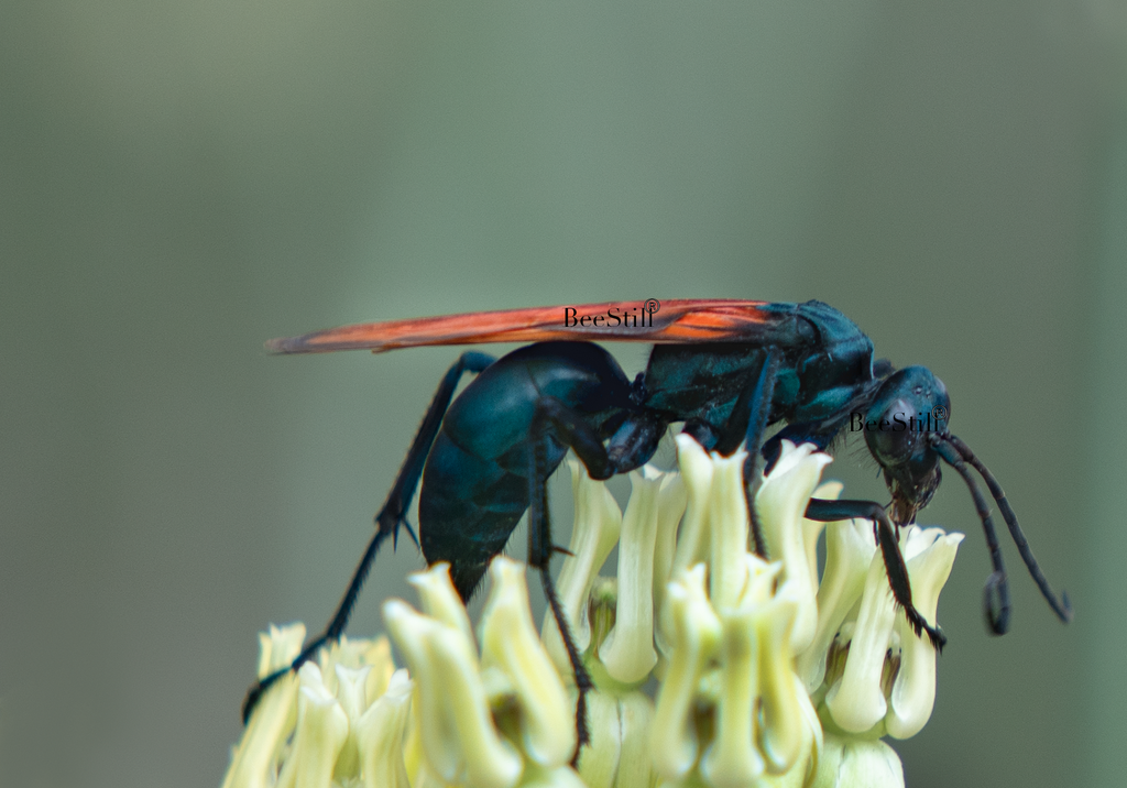 Tarantula Hawk, Desert Milkweed TH-05
