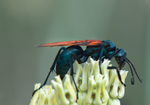 Tarantula Hawk, Desert Milkweed TH-05