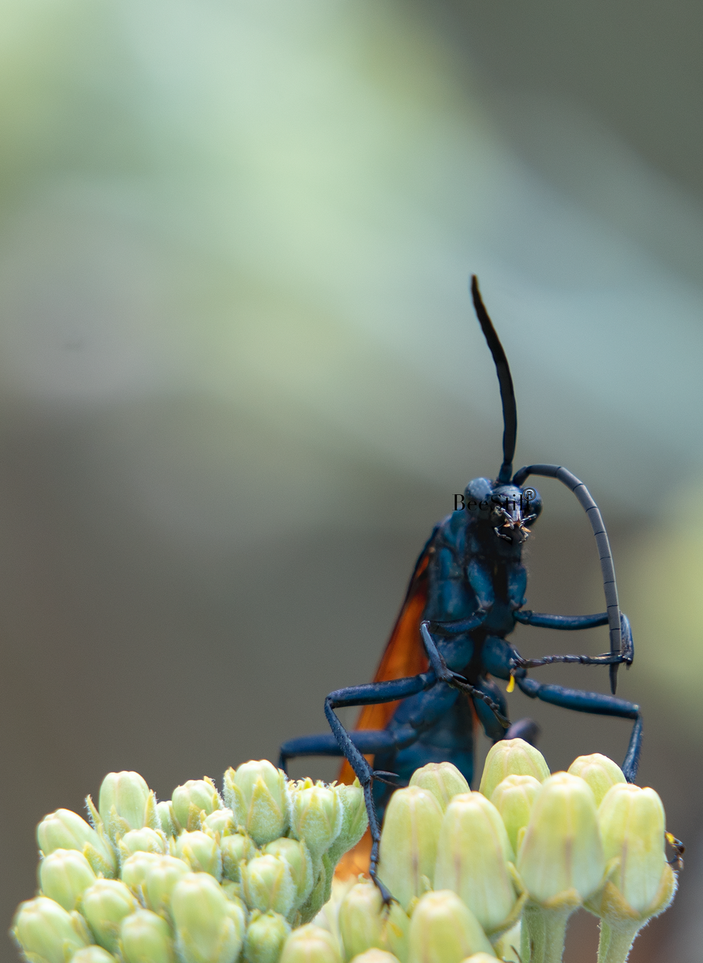 Tarantula Hawk Pepsis Desert Milkweed Arizona 