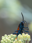 Tarantula Hawk Pepsis Desert Milkweed Arizona 