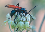 Tarantula Hawk Pepsis Desert Milkweed Arizona 