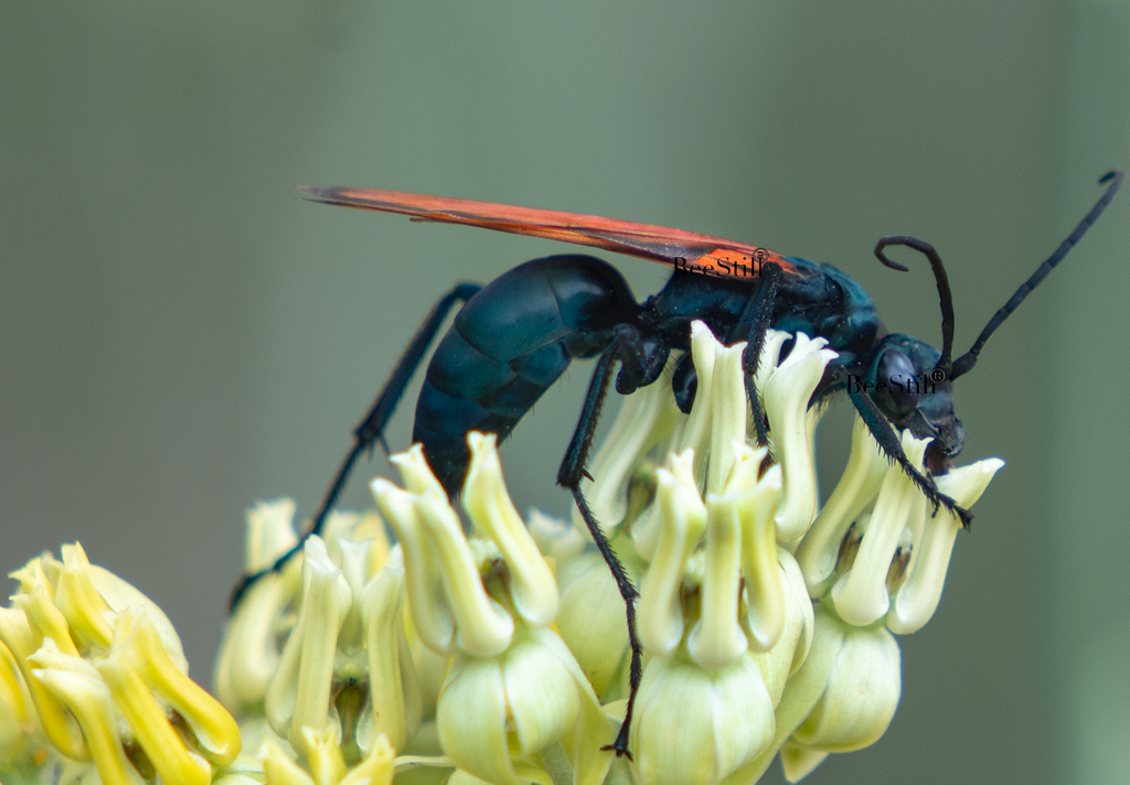 Tarantula Hawk Pepsis Desert Milkweed Arizona 