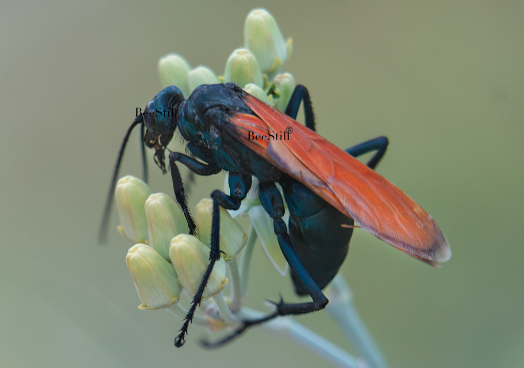 Tarantula Hawk Pepsis Desert Milkweed Arizona 