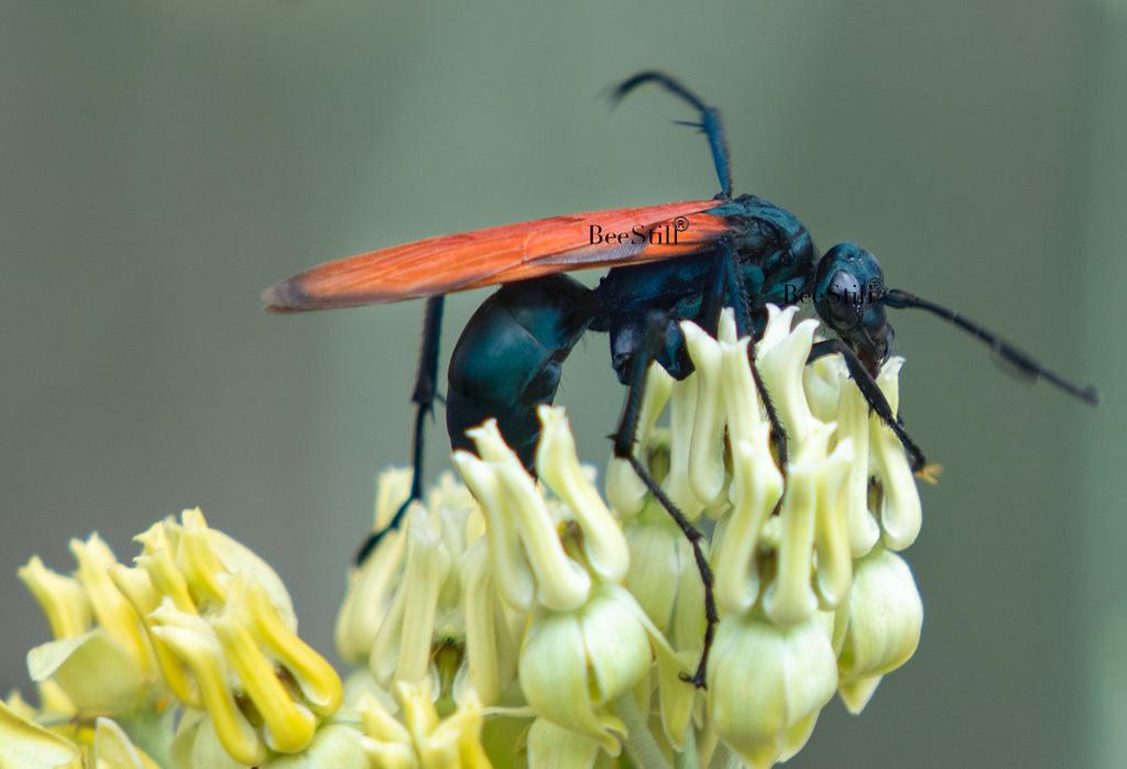 Tarantula Hawk Pepsis Desert Milkweed Arizona 